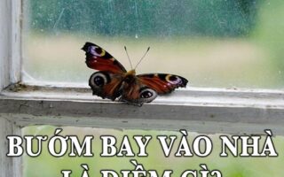 Hiện tượng bướm bay vào nhà là điềm gì