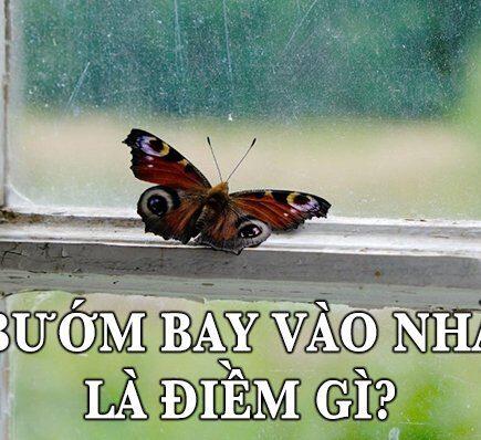 Hiện tượng bướm bay vào nhà là điềm gì
